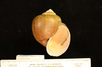 Media type: image; Malacology 258089